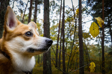 Corgi in the forest