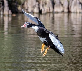 A Muscovy Duck landing in the water