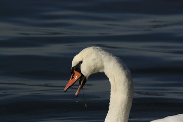 Mute swan searching for food