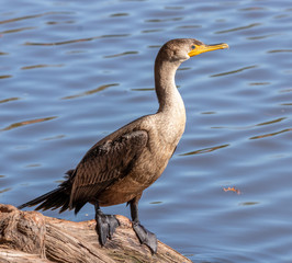 Double-crested Cormorant by the pond