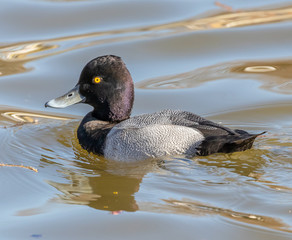 A Duck out for a morning swim.