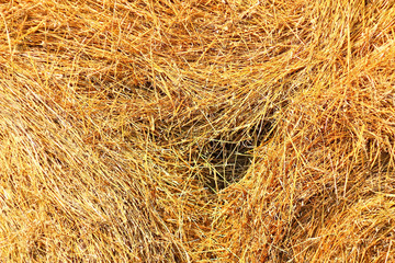 One sunny day in the village, near the house, a lot of pets, bright gorgeous flowers, fields, juicy vegetables, fruits, evening bright sparkling bonfire.