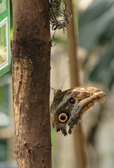 Brown Butterfly sitting on a tree trunk