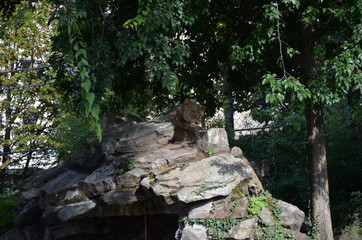 The lion relaxing in the Zoo of Frankfurt, Germany