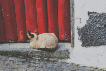 Siamese cat lying outside in front of a wooden door