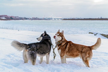 Two dogs husky in deep snow on the banks winter river. Siberian huskies dogs. Winter landscape of the Northern area. Side view