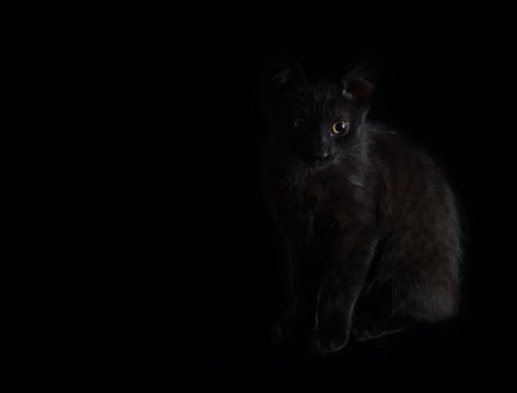 Black kitten with green eyes sits on a black background.