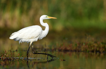 Great white egret (Egretta alba)