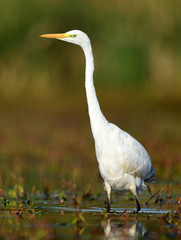Great white egret (Egretta alba)