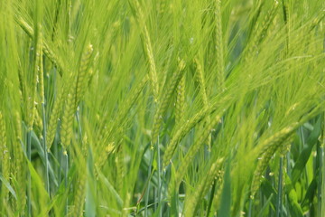 Fototapeta na wymiar young wheat
