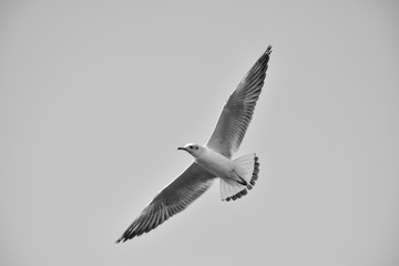 Bird flying monochromatic background