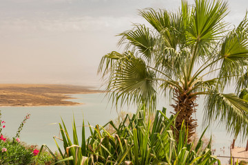 Fototapeta premium Palm tree and in the background the waters of the Dead Sea. Israel