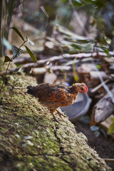 bird on branch