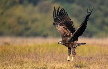 White tailed eagle (Haliaeetus albicilla)