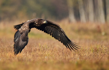 White tailed eagle (Haliaeetus albicilla)
