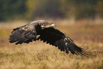 White tailed eagle (Haliaeetus albicilla)