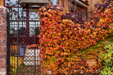 Fototapeta na wymiar Autumn Ivy on brick wall