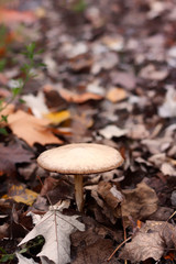 SETA RODEADA DE HOJAS DE OTOÑO