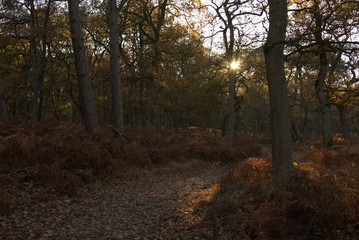 Obraz premium Goldener Herbstwald mit Farnen in der Abendsonne