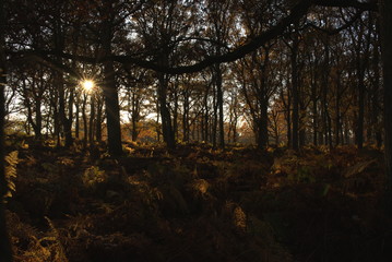 Goldener Herbstwald mit Farnen in der Abendsonne