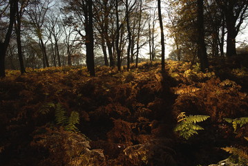 Goldener Herbstwald mit Farnen in der Abendsonne