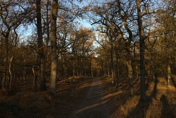 Fototapeta premium Goldener Herbstwald mit Farnen in der Abendsonne