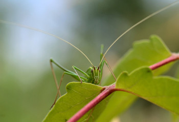 big green locust, tettigonia viridissima, stands on a leaf and looks inside the photografic lens