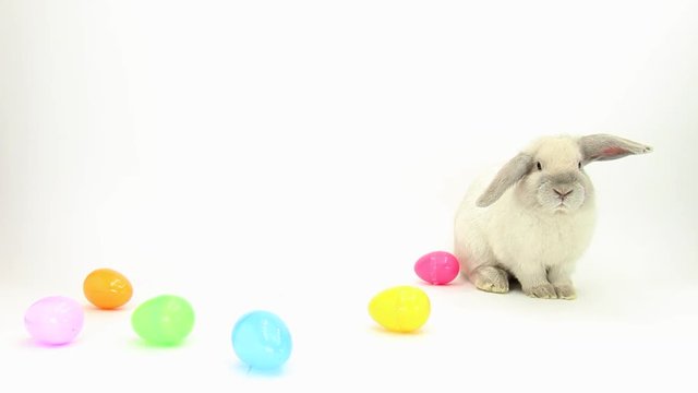 Bunny with Easter Eggs Watching Camera
