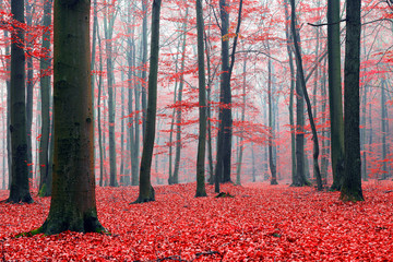 Obrazy  Jesienny poranek w lesie