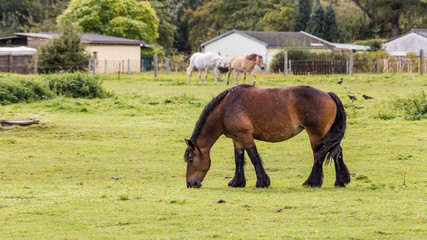 Obraz premium horse in the pasture