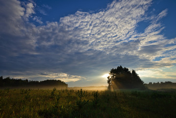 Golden sun rays from the sun behind a pine grove. Nature landscape. Novgorod region, Russia. - 235345849
