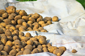 One sunny day in the village, near the house, a lot of pets, bright gorgeous flowers, fields, juicy vegetables, fruits, evening bright sparkling bonfire.