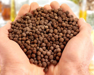 HANDFUL OF ALLSPICE