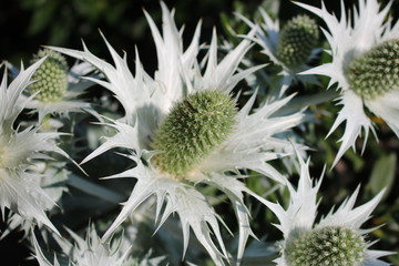 flower of cactus
