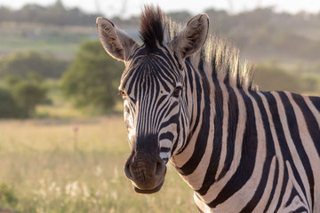 Fototapeta na wymiar Zebra portrait in grassland