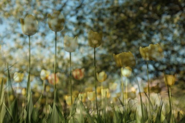 Spring background with beautiful yellow tulips in the garden, double exposure