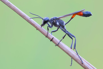 Macro wasp of ammophila on the green background.