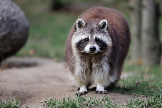Full body adult male common raccoon