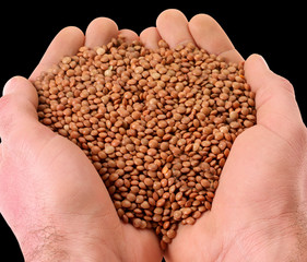 HANDFUL OF BROWN LENTILS