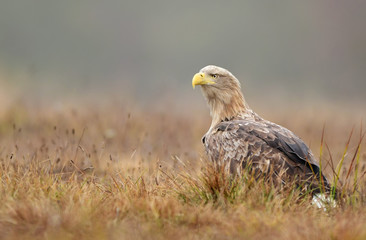 White tailed eagle (Haliaeetus albicilla)