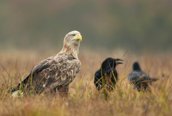 White tailed eagle (Haliaeetus albicilla)