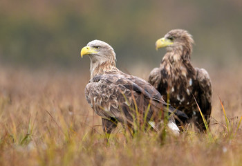 White tailed eagle (Haliaeetus albicilla)