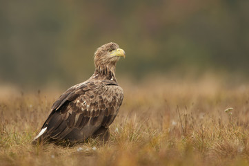 White tailed eagle (Haliaeetus albicilla)