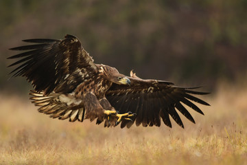 White tailed eagle (Haliaeetus albicilla)
