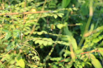 Black and yellow colored scary Nephila pilipes (northern golden orb weaver or giant golden orb weaver) Spider