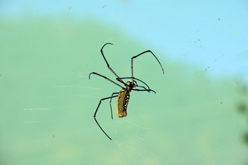 Black and yellow colored scary Nephila pilipes (northern golden orb weaver or giant golden orb weaver) Spider
