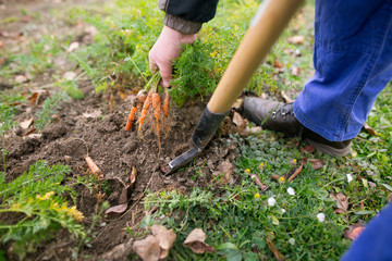 Man harvesting fresh carrots from his garden, gardening concept