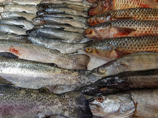 A lot of fresh raw fish on store shelve with ice