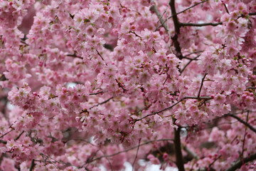 Sakura Kirschblüten 