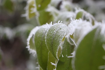 Gefrohrene Blätter mit Eisrand